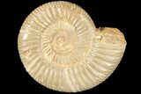 Polished Jurassic Ammonite (Perisphinctes) - Madagascar #185308-1